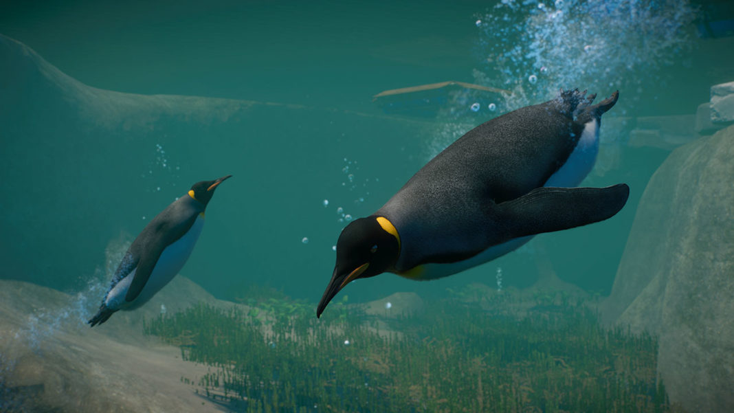 Planet-Zoo_Aquatic_Paid_Screenshots_Penguin_01_3840x2160