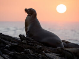 Otaries des Galapagos