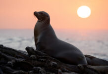 Otaries des Galapagos