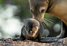 Otaries des Galapagos