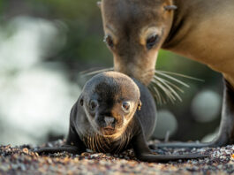 Otaries des Galapagos